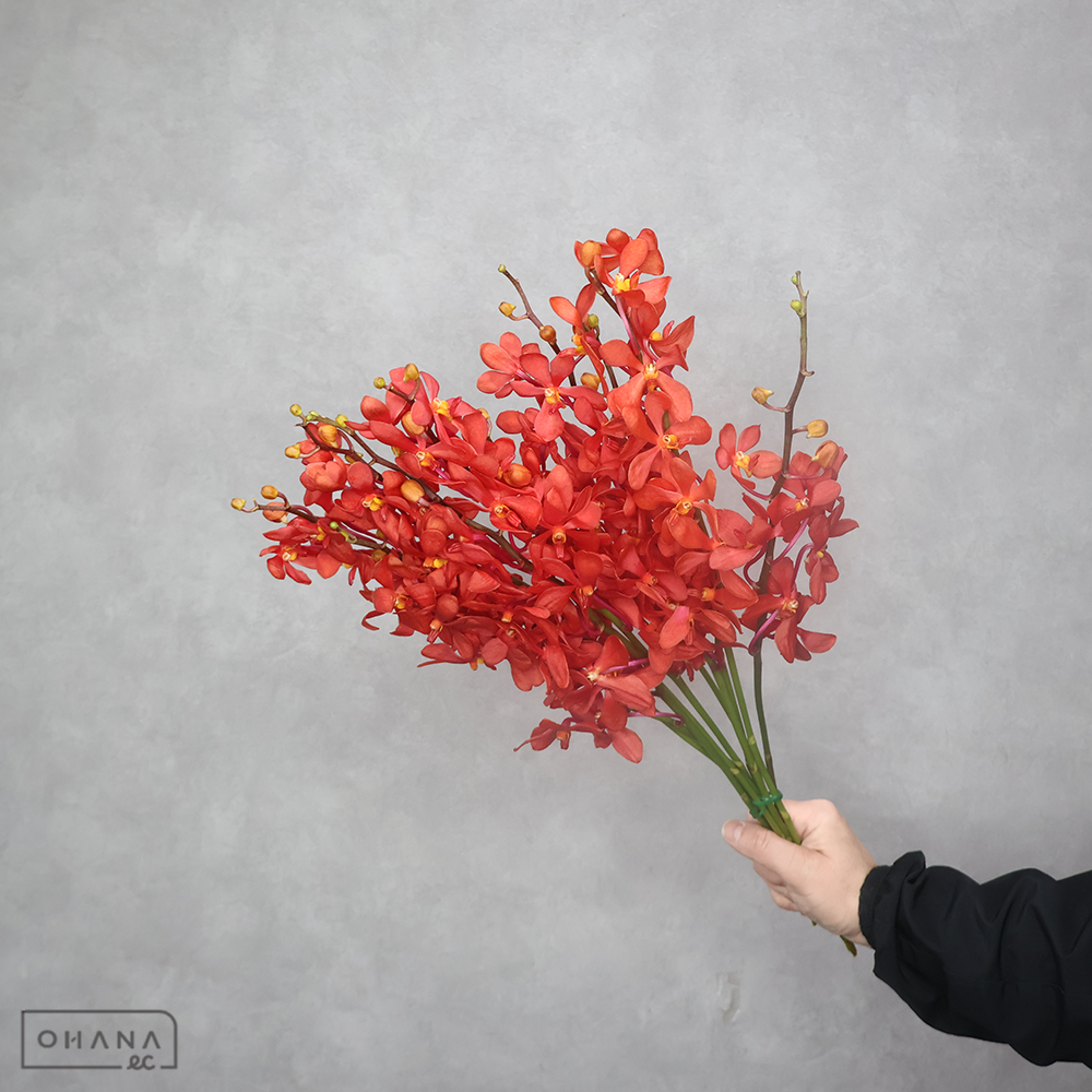 バンダ　モカラレッド　Ｌ