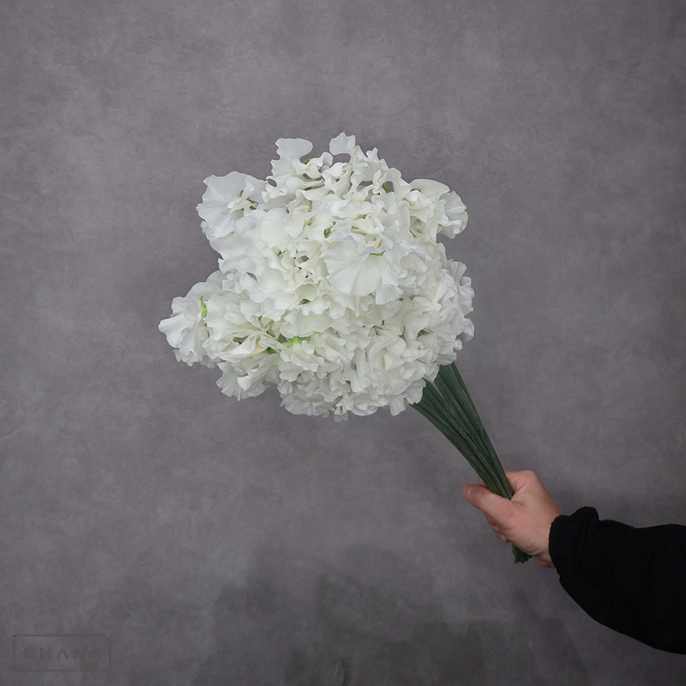 スイトピー白　ロイヤルホワイト　L 4輪