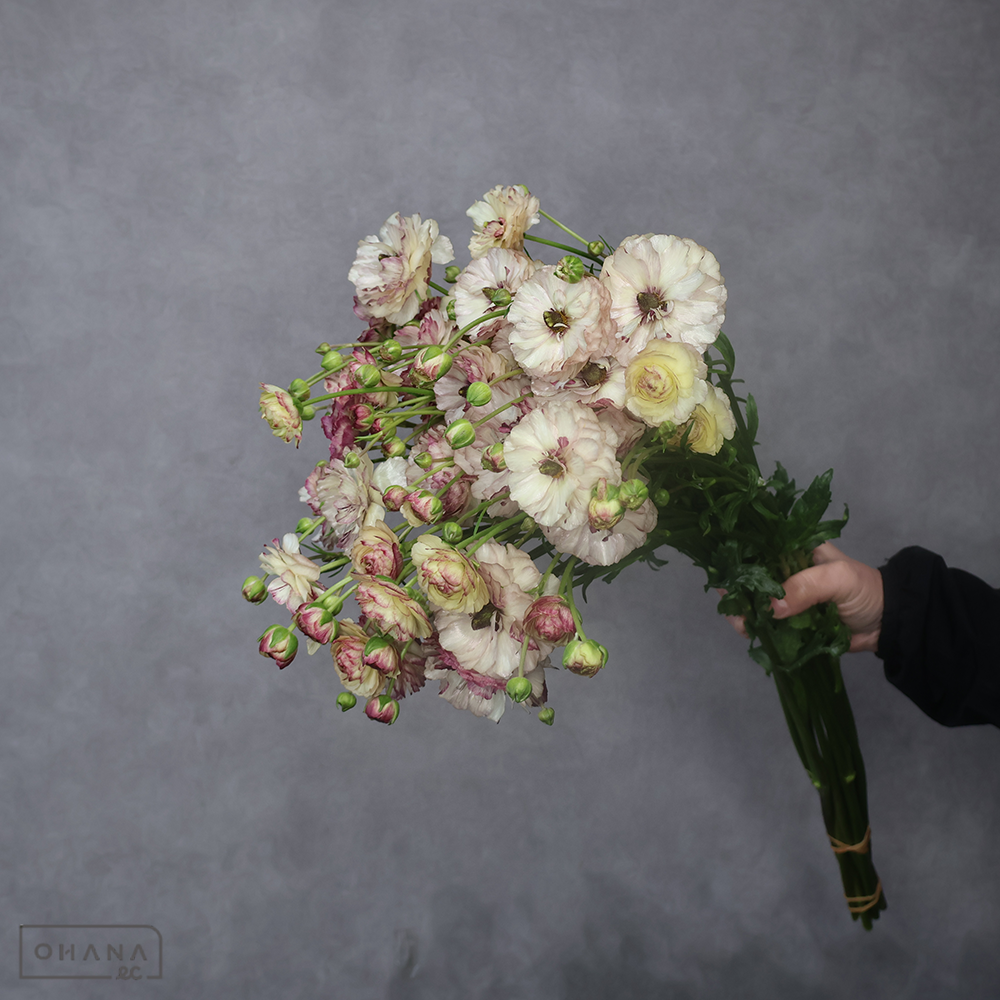 ラナンキュラス　ラックス　アイオリア　秀 60cm