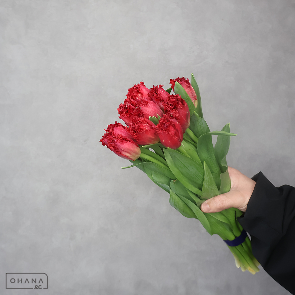 チューリップ 　ヴェルサーチ 秀Ｌ