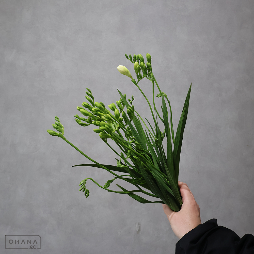 フリージア　エレガンス　 40-30