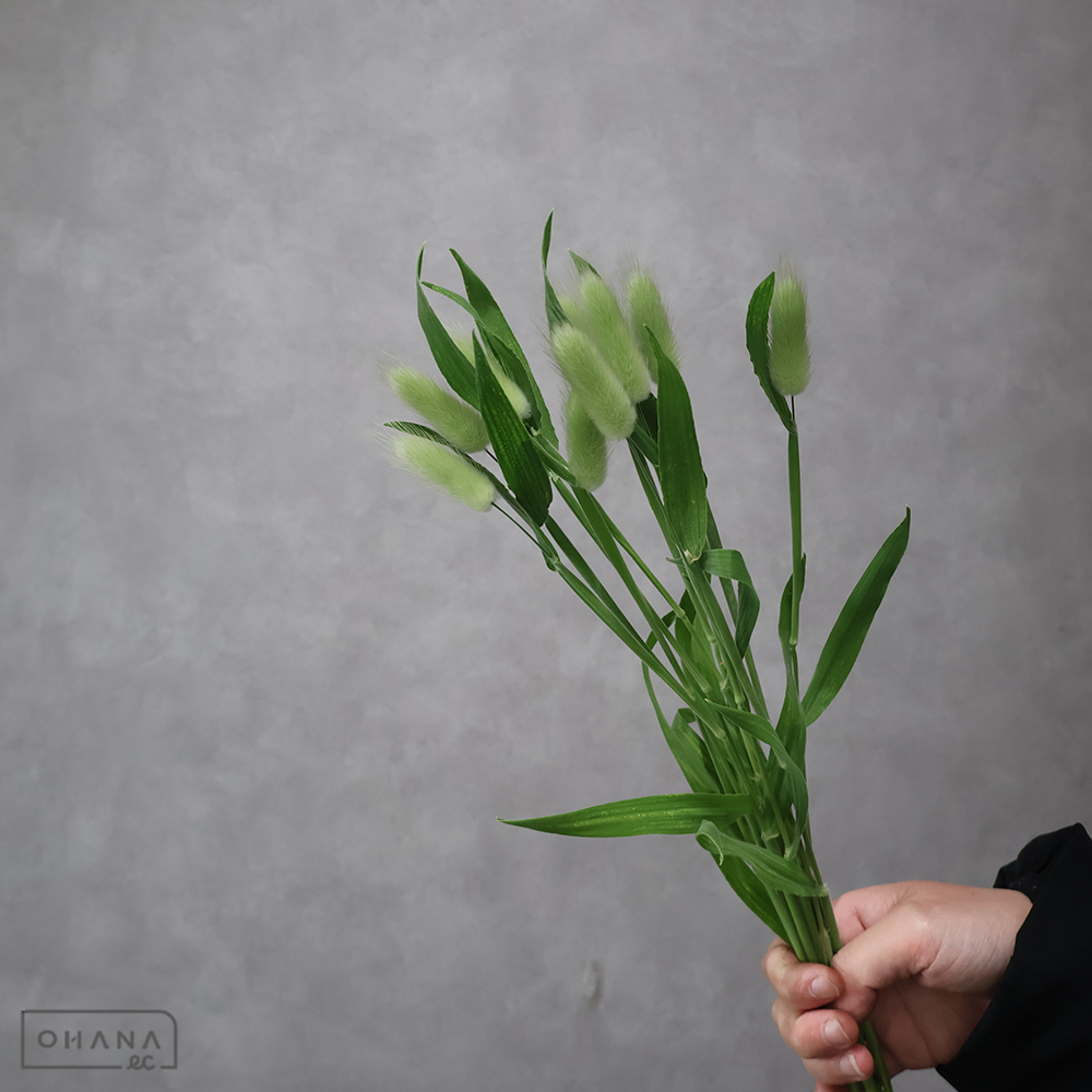 ラグラス バニーテール　秀 40cm