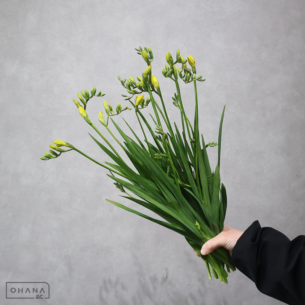 フリージア　アラジン　 50-40