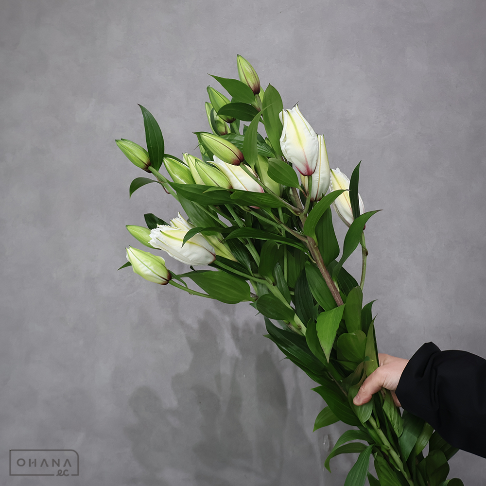 オリエンタル八重　ホワイトトルネード　秀 90cm 5輪 ※5本束