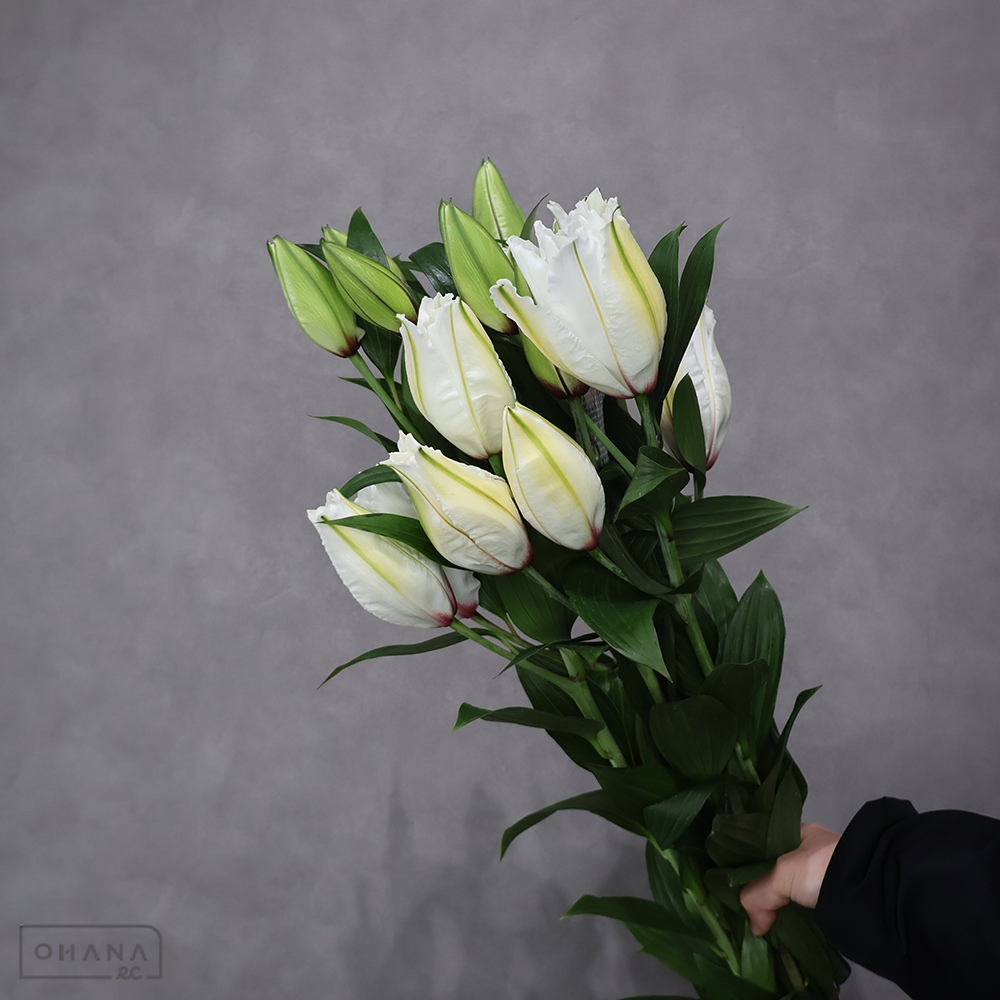 オリエンタル八重　ホワイトトルネード　秀 90cm 4輪 ※5本束