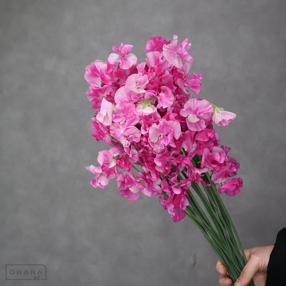 スイトピー　トトロすぐり　2L 4輪