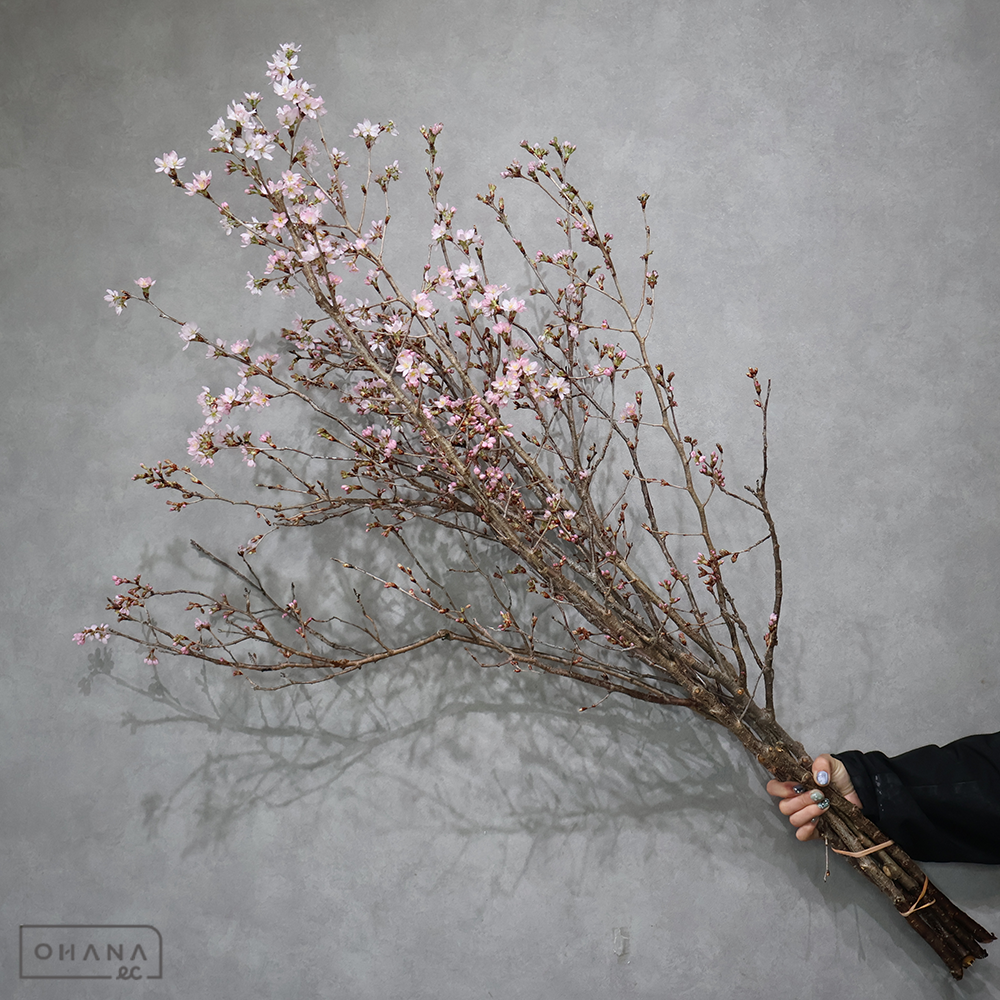 敬翁桜　 120cm