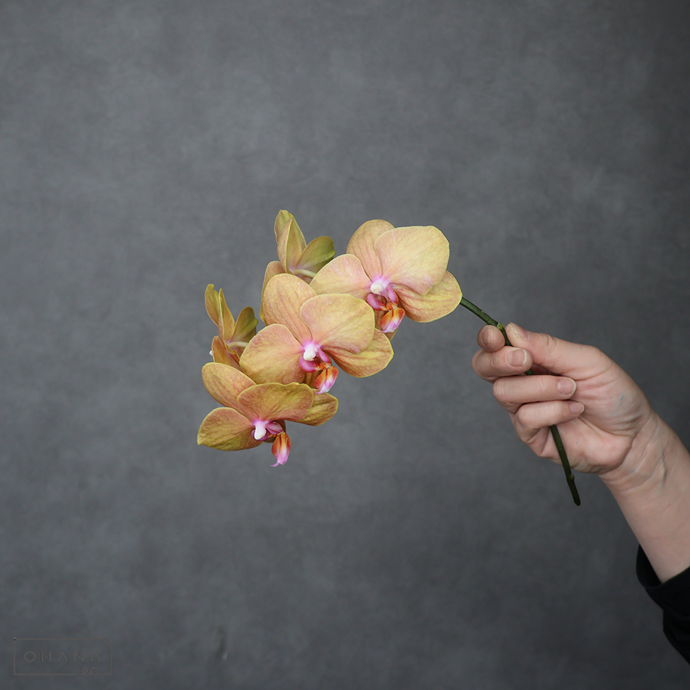 ミディコチョウラン　ワンダ　優