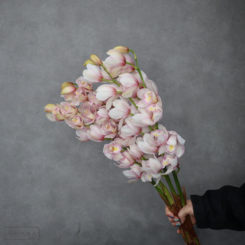 シンビジューム　セレナ　70cm