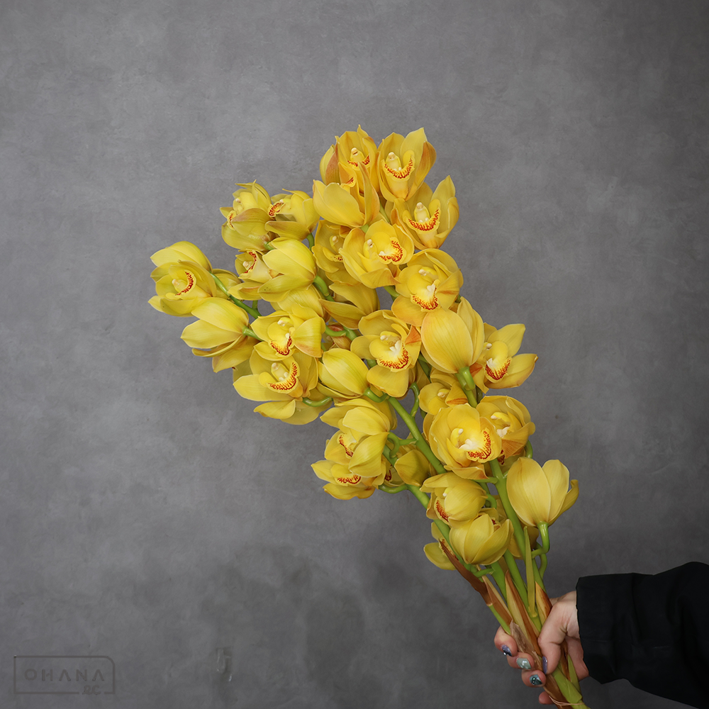 シンビジューム　クレッセント　65cm