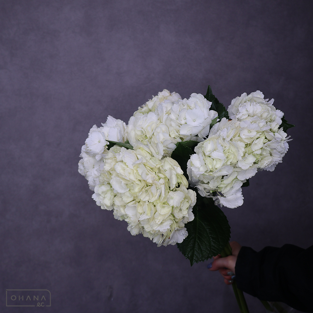 アジサイ　ホワイト　60cm 花径16-17cm