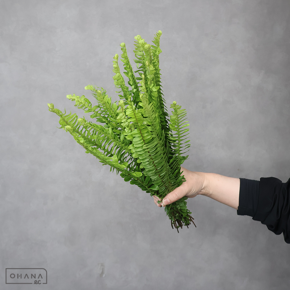 玉シダ　　 Ａ Ｍ  ※20本束