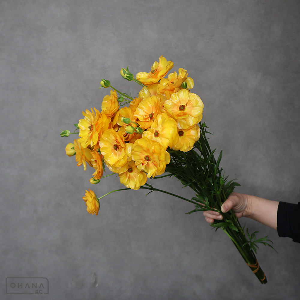 ラナンキュラス　ラックス ミネルバ　秀 60cm