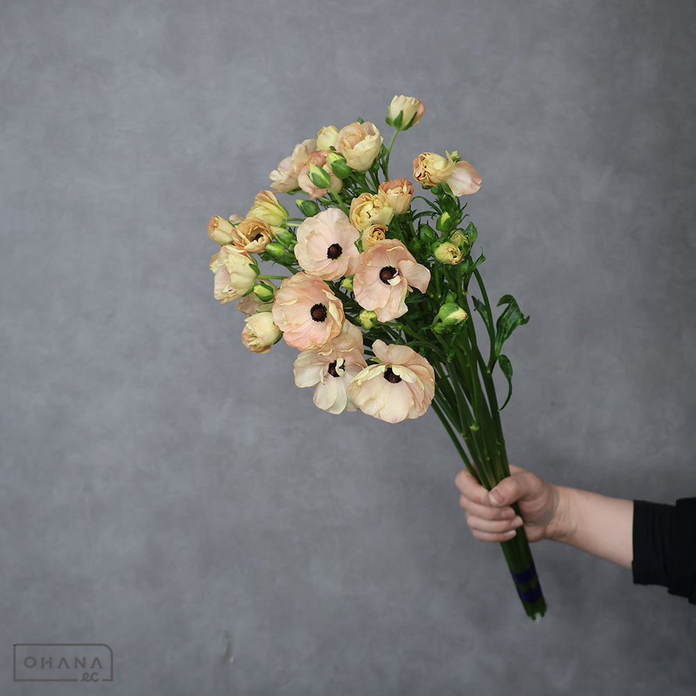 ラナンキュラス　ラックス ヘスティア　秀 50cm3F