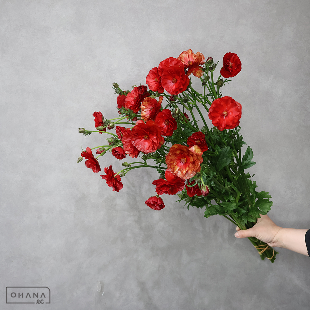 ラナンキュラス　ラックス ハデス　　秀 60cm