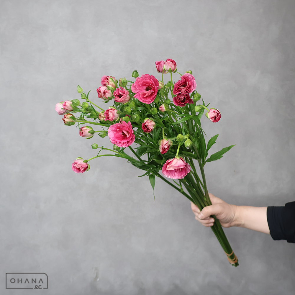 ラナンキュラス　ラックス ジュピター　秀 55cm3F