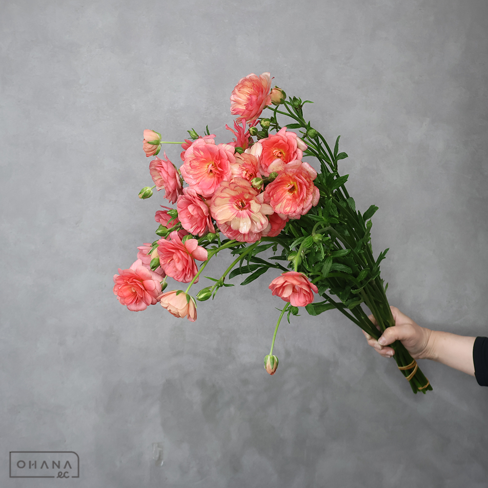 ラナンキュラス　ラックス エリス　秀 60cm