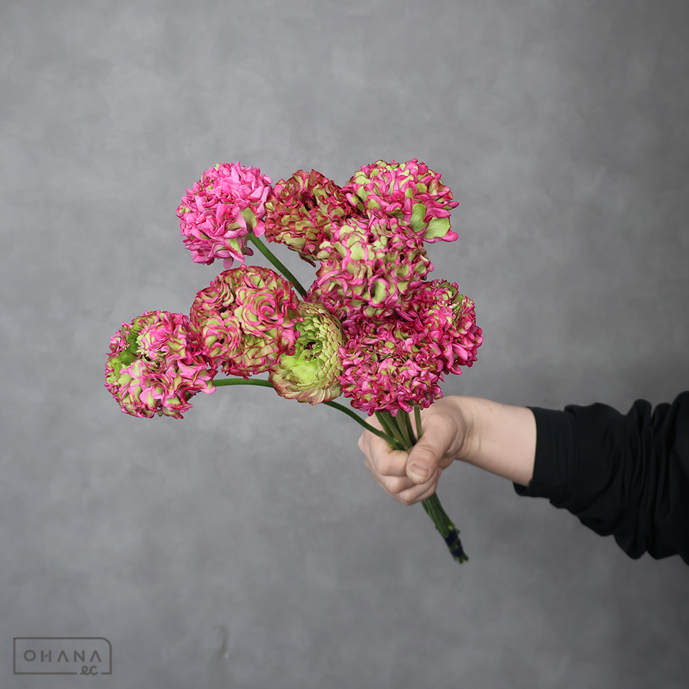 ラナンキュラス　PONアラジン　秀 2L-L