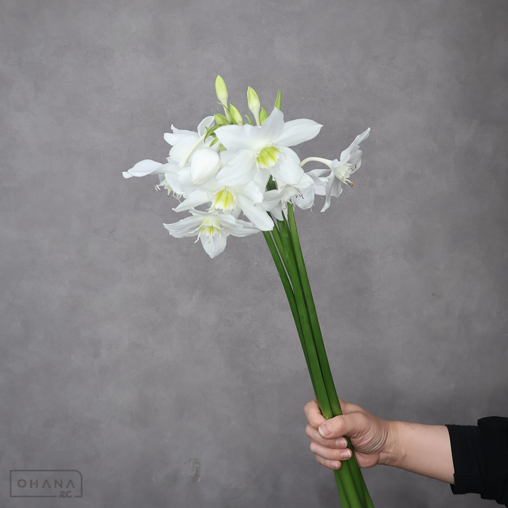 ユーチャリス　 50cm ※5本束