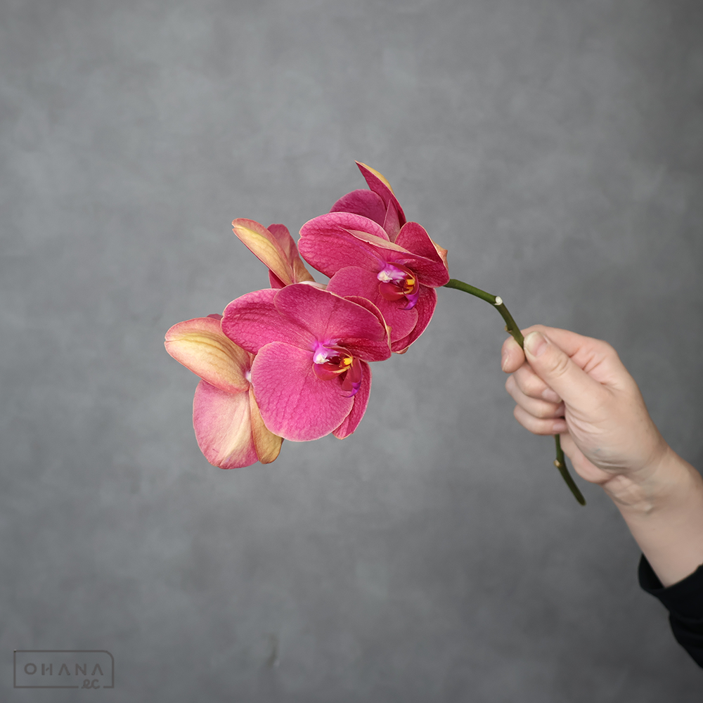 ミディコチョウラン　ゆうひ　秀