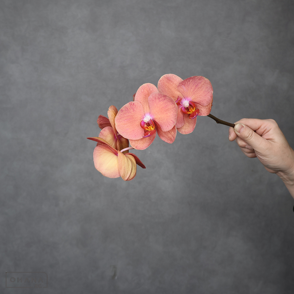 ミディコチョウラン　こもも　優