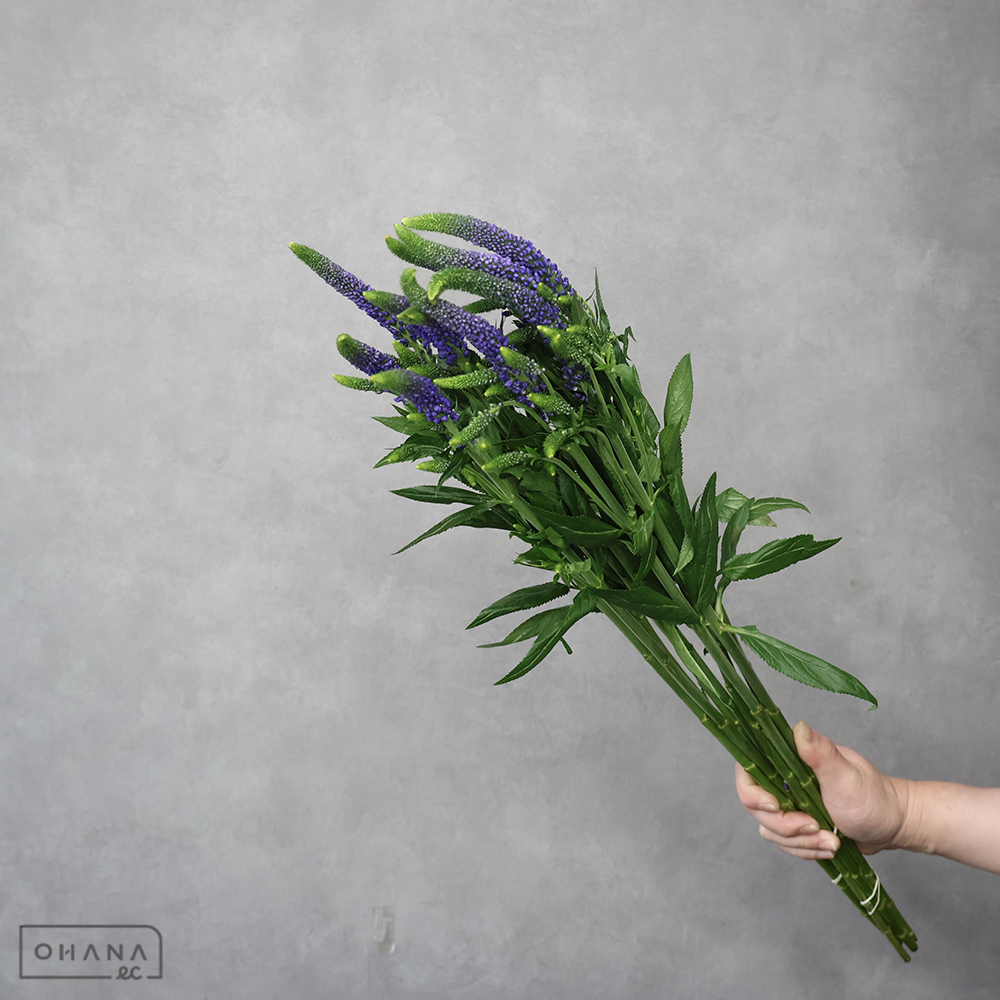 ベロニカ　スマートネイビー  60cm