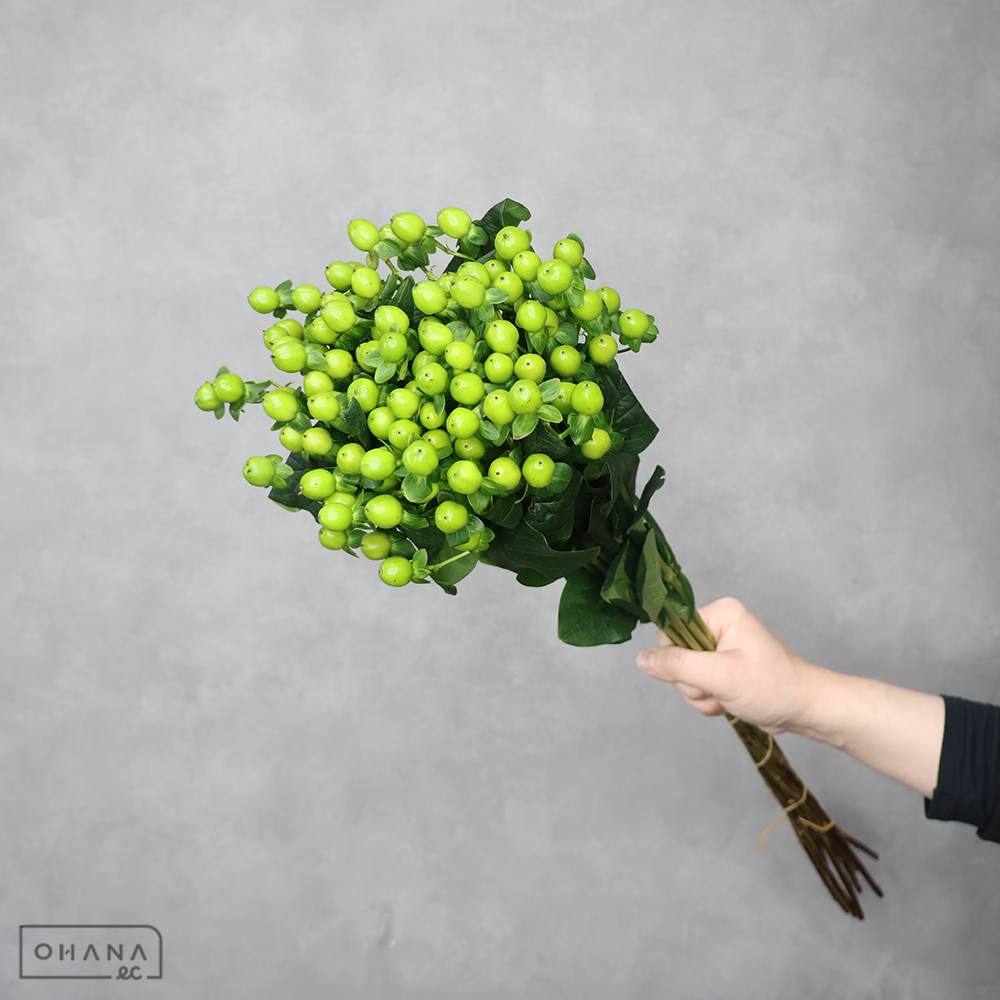 ヒペリカム　ココミックス  70cm①