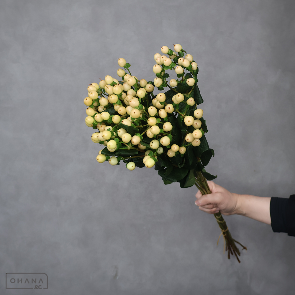 ヒペリカム　ココミックス  70cm③