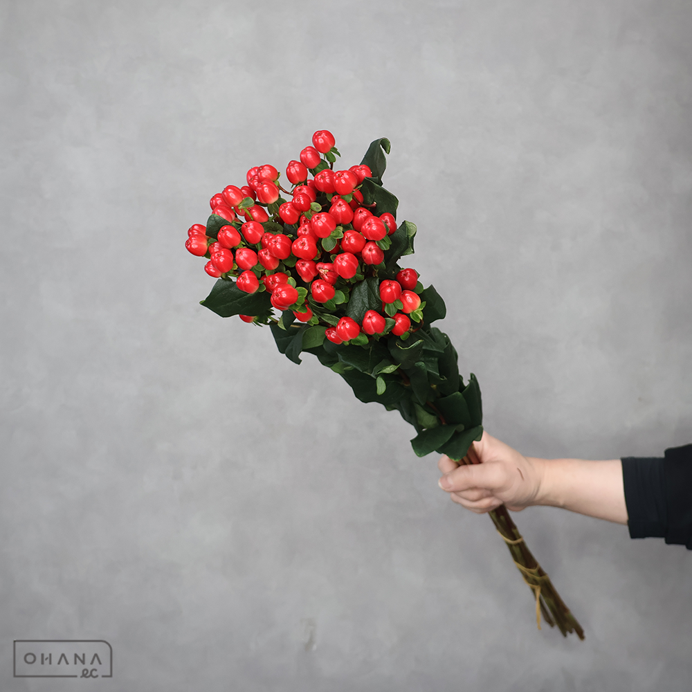 ヒペリカム　ココミックス  70cm④