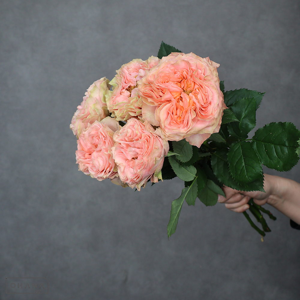 バラピンク　リビングコーラルオープン  40cm