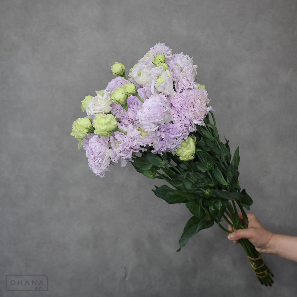 トルコキキョウ　セレブリッチラベンダー　秀 ２輪 70cm