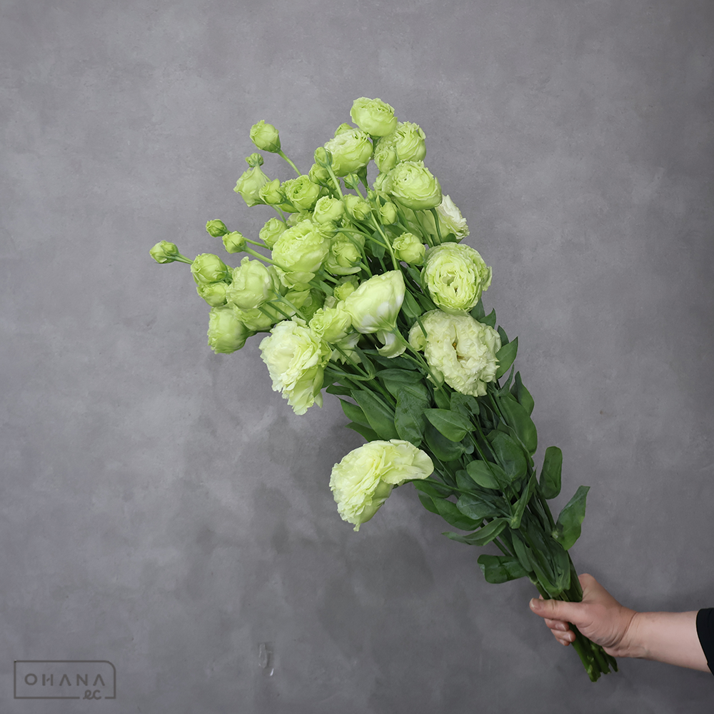 トルコキキョウ　アンバーダブルモヒート　 70cm ※輸入