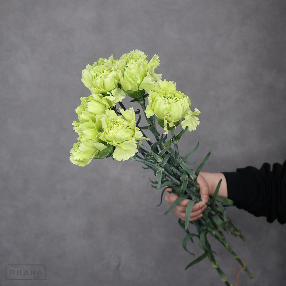 カーネーション　マーティー　特級 65cm