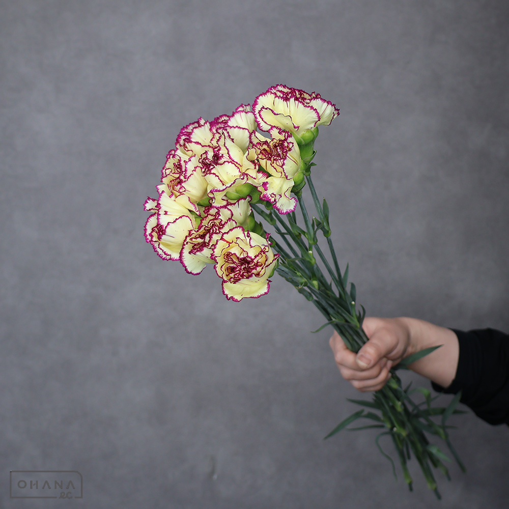 カーネーション　フランダ　特級 65cm