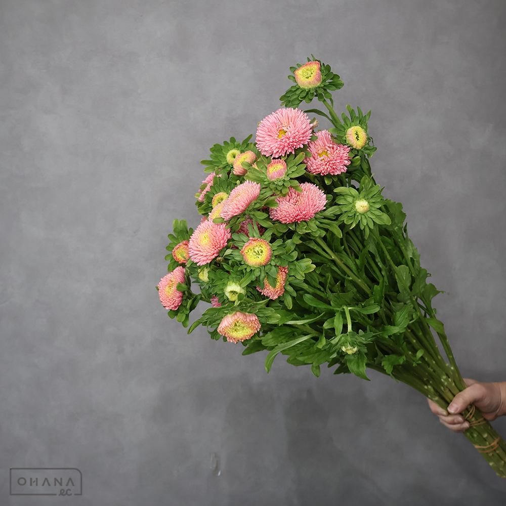 アスター　ボブサーモンオレンジ　秀 60cm