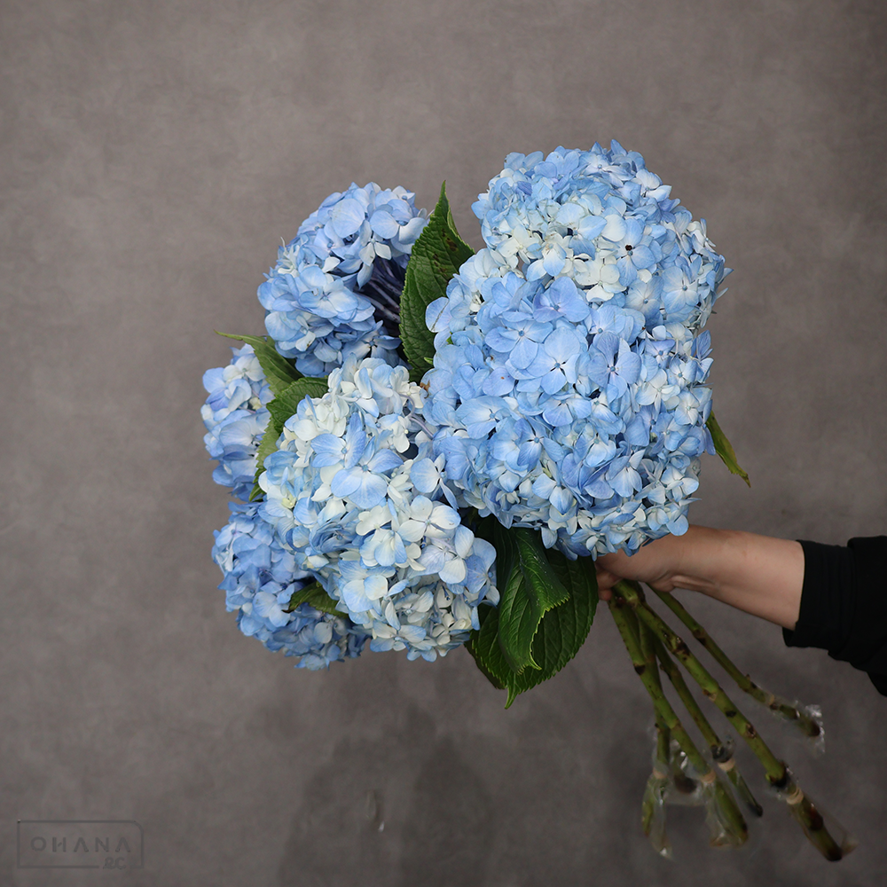 アジサイ　ブルー ※6本束　 60cm花径15-16cm