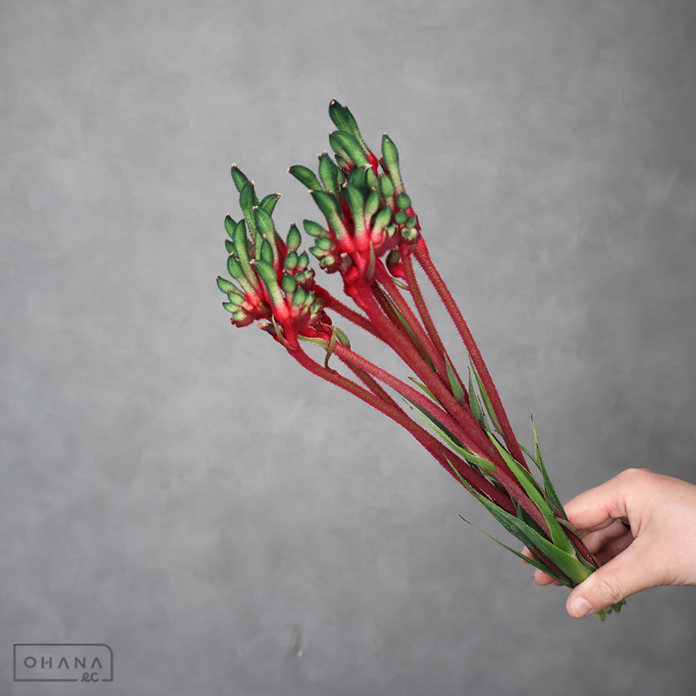 カンガルポー　ブッシュダンス　秀 45cm