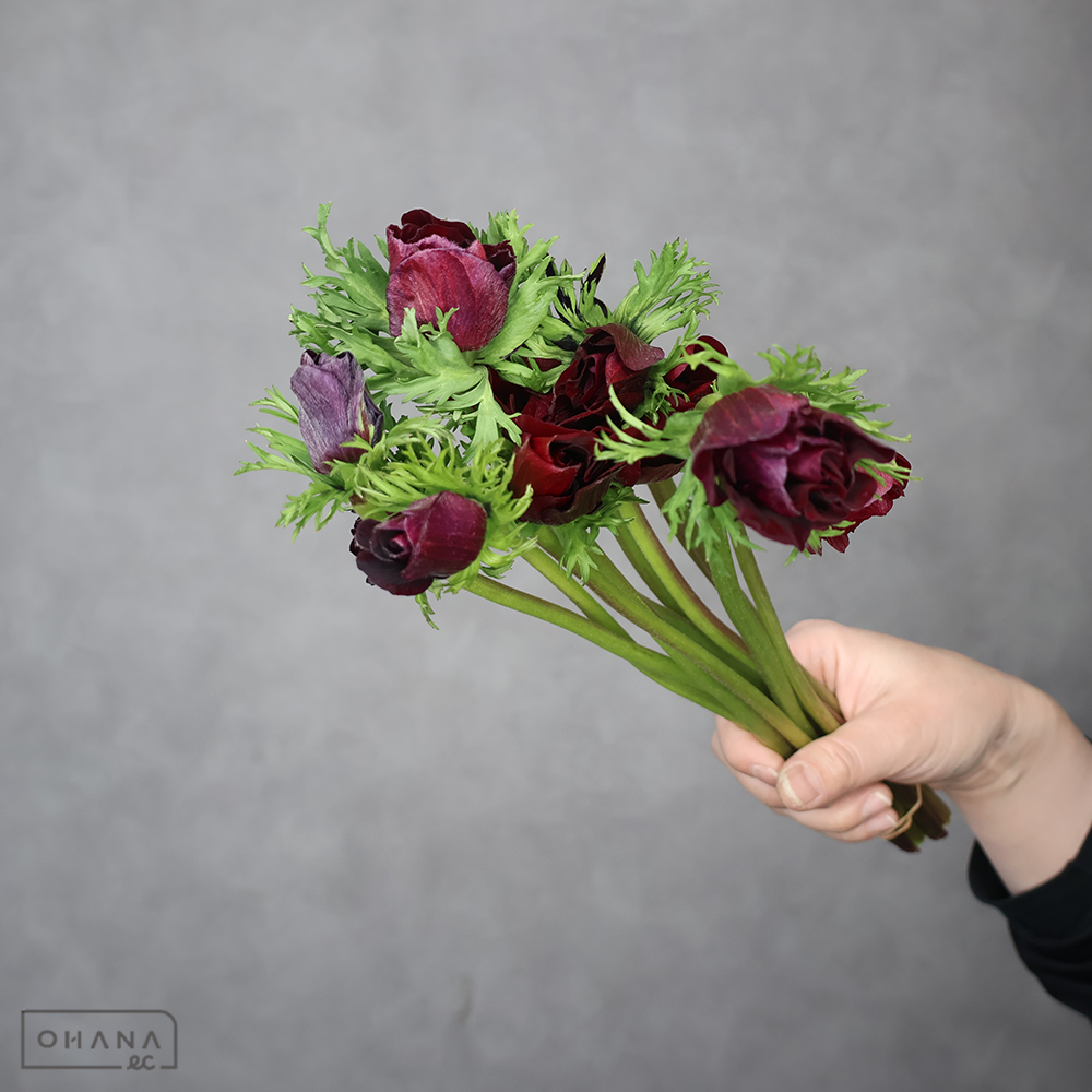 アネモネ　メロンボルドー　秀 30cm