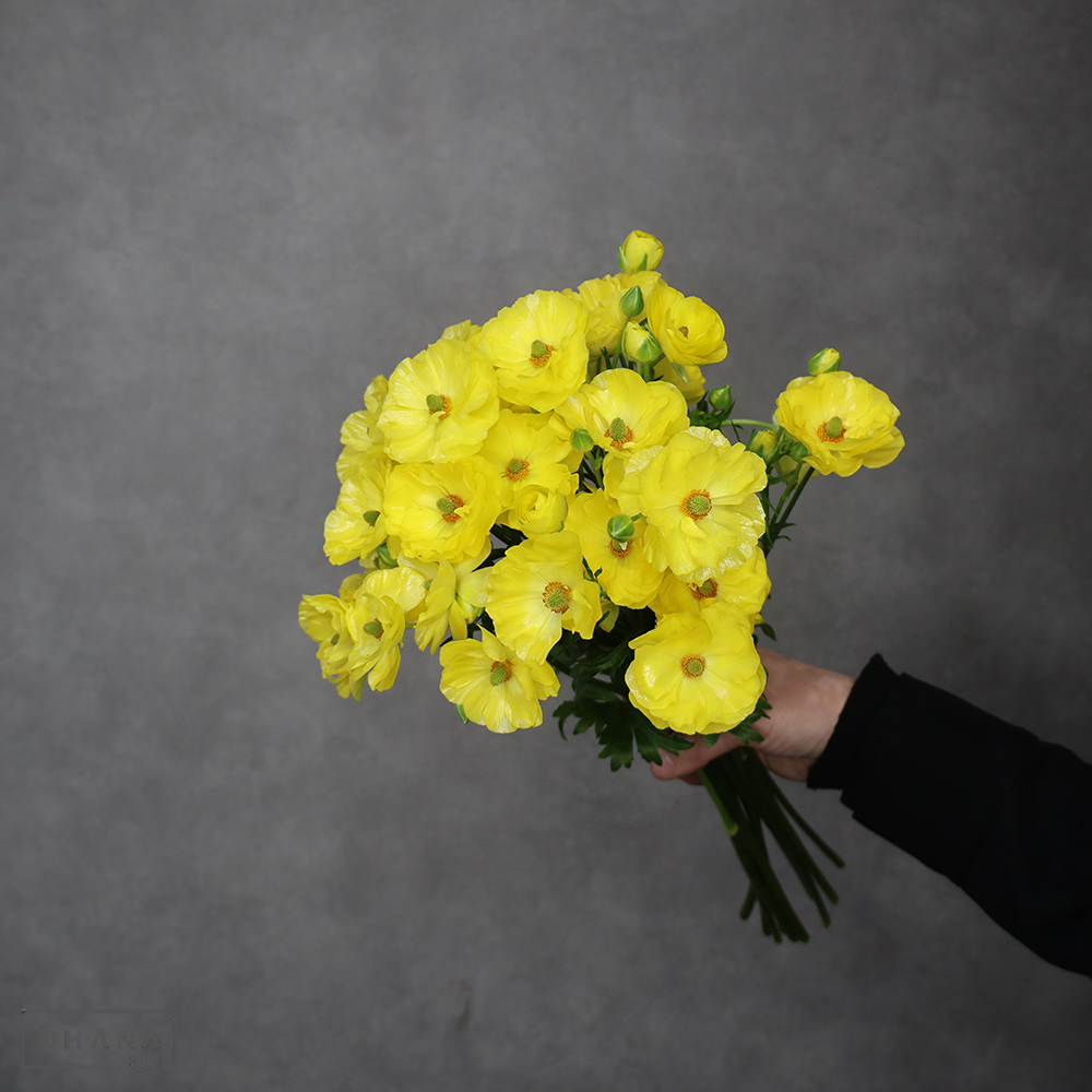 ラナンキュラス　ラックス ピュタロス　秀 40cm