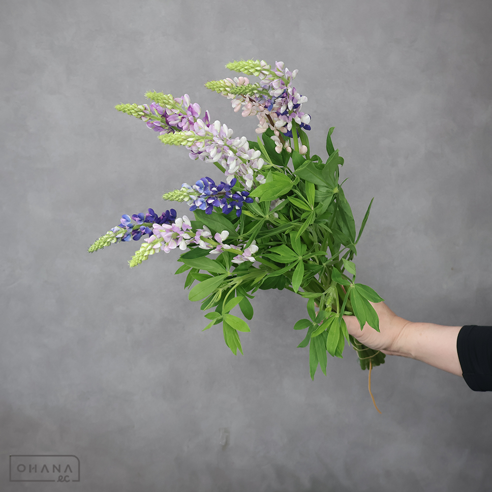 ルピナス　ピクシーデライト　秀 50cm