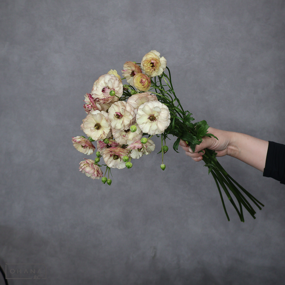 ラナンキュラス　ラックス　アイオリア　秀 50cm