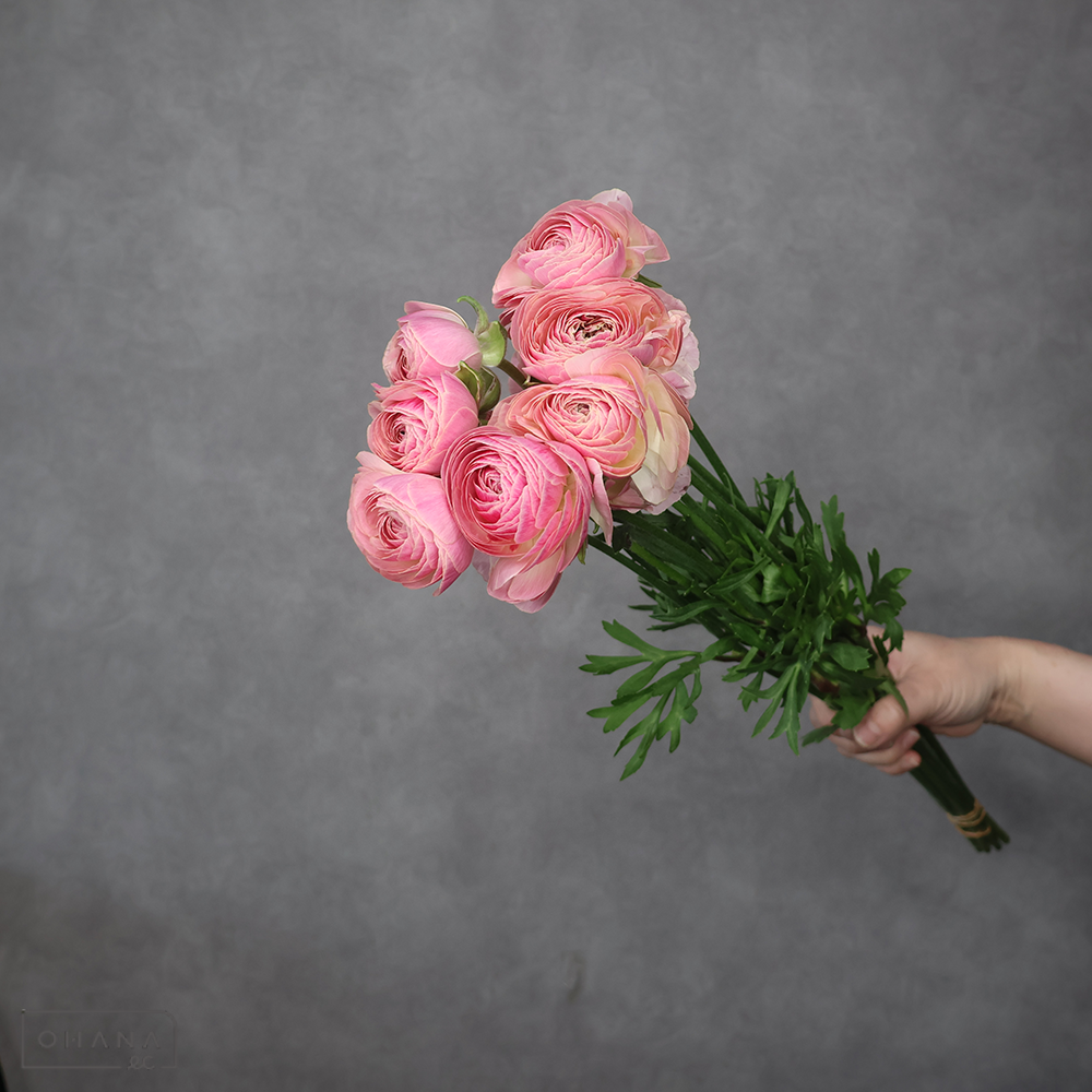 ラナンキュラス　①　優 50cm