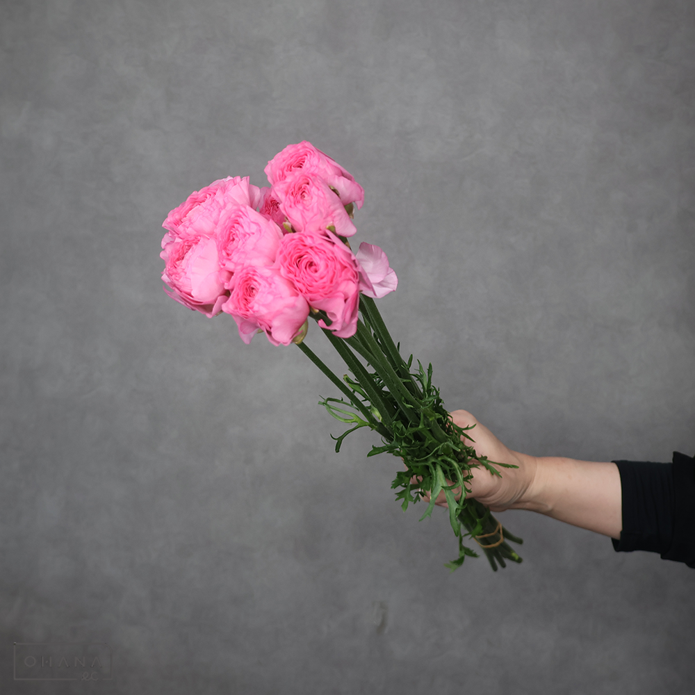 ラナンキュラス　③　優 50cm