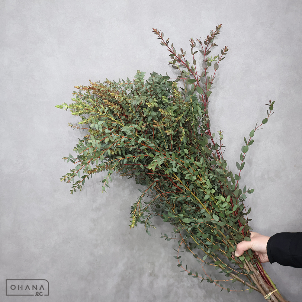 ユーカリ　パルプラ　秀 70cm