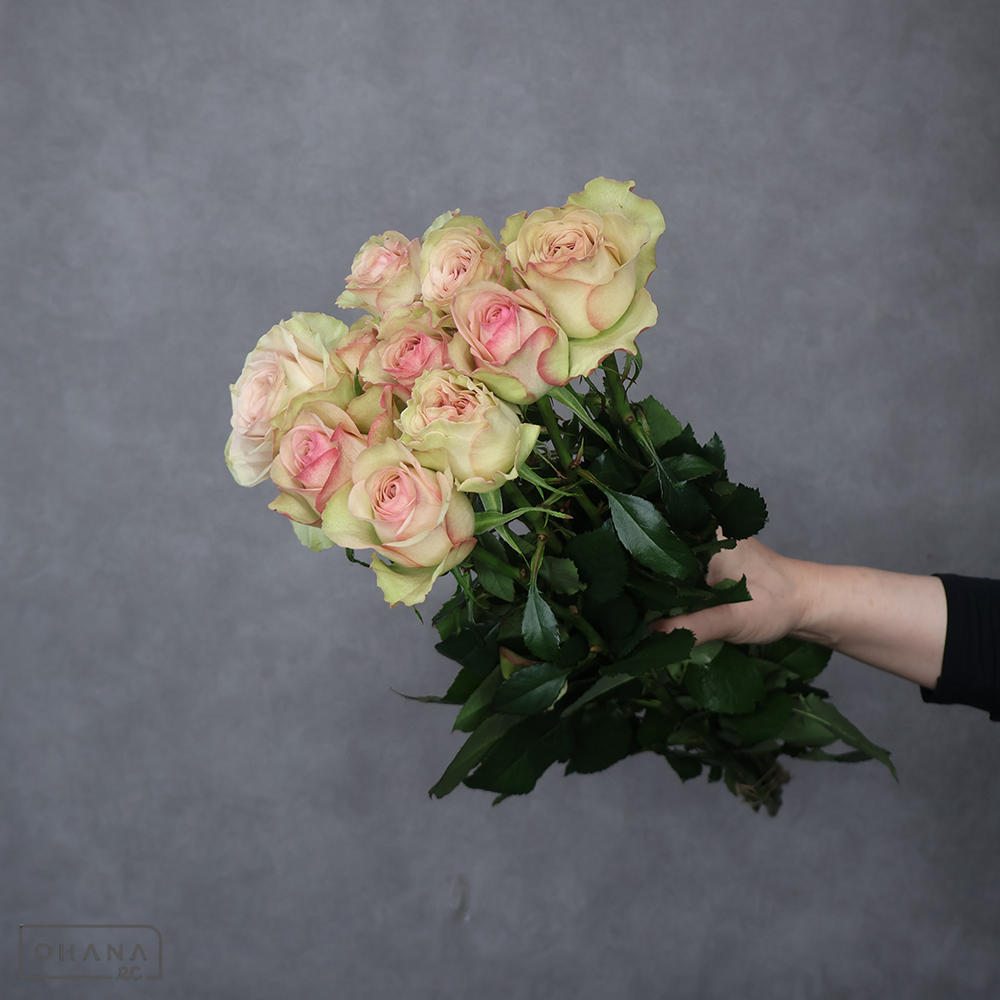 バラピンク　パンテオン　秀 60cm