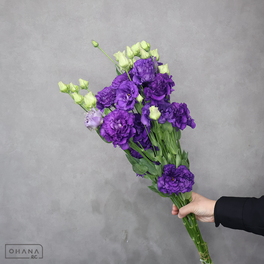 トルコキキョウ紫　ボヤージュブルー　秀 60cm 2輪