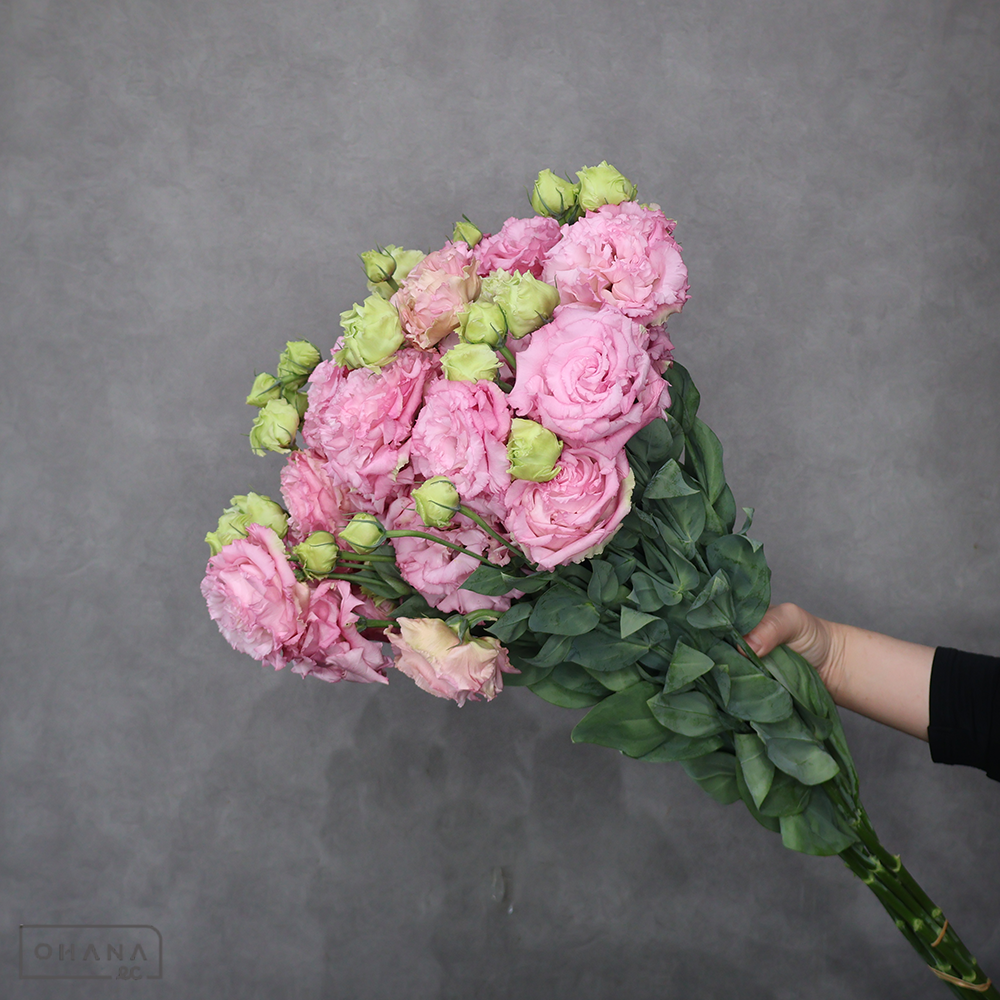 トルコキキョウピンク　ボンボヤージュスイートピンク ※11本束　 70-60 2-3輪