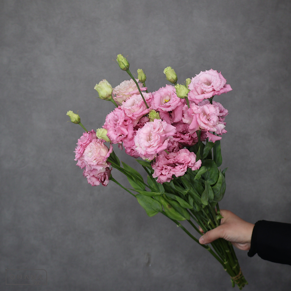 トルコキキョウピンク　セレブモアピンク　秀 60cm 2輪