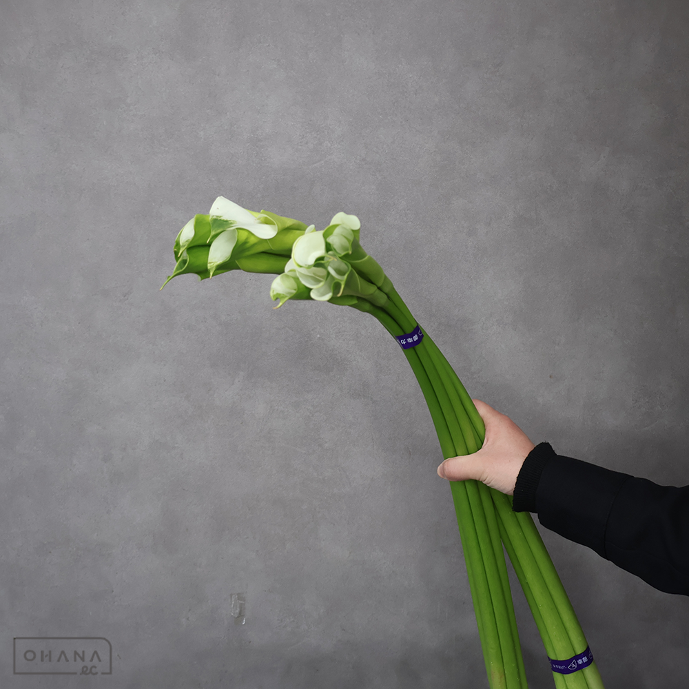 カラー緑　グリーンカラー　秀 80-70