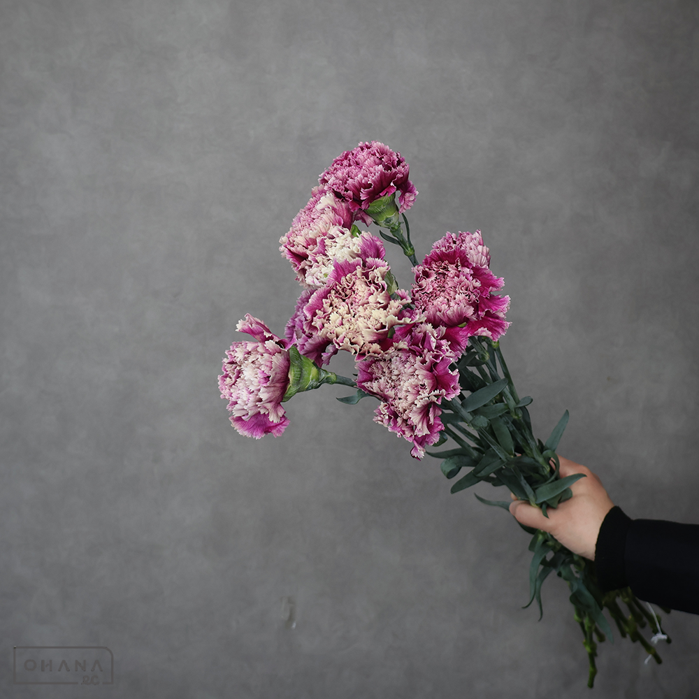 カーネ複色　ドレープ　秀 65cm